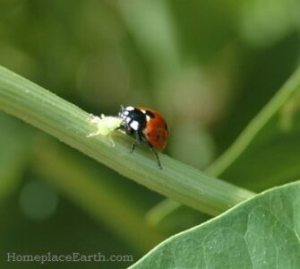 Attract Beneficials to Your Garden Image
